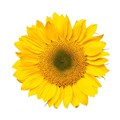 Подсолнух-Sunflowers-Sunrich Gold--70cm-EA/ 1ea4b949-7154-11ed-0a80-056c000a7fce