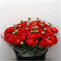 Ранункулус-Ranunculus-Su Sr Tango Red Super-40cm-50gr 1ea56163-b863-11ee-0a80-119f003462e1