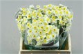 Нарцис-Narcissus-Ta Avalanche-40cm-25gr-vp 1eb287d9-a15e-11ed-0a80-067a000850a7