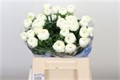 Ранункулус-Ranunculus-Su White Niveo-42cm-vp 1ebb106a-a15e-11ed-0a80-067a000850ae