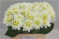 Георгин-Dahlia-Karma Maa Zwaan-60cm 1ebbf65c-bfa4-11ec-0a80-0b4c0006a663