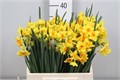 Нарцис-Narcissus-Martinette-42cm-24gr-vp 1ec1f0a8-a15e-11ed-0a80-067a00085117