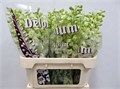 Дельфиниум-Delphinium-Du Dew Anastas--80cm 1ecbb400-485c-11f0-0a80-0174002e1a93