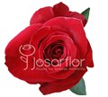 Роза-Rosa-Freedom-60cm-BA 1ee3e90e-577e-11ee-0a80-0405000541eb