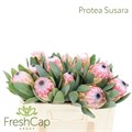 Протея-Protea-Susara-50cm 0271502d-bfa5-11ec-0a80-0b4c00078125