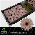 Гербера-Gerbera-Gs Cream Springs Doos-45cm-vp 1eefa7da-a15e-11ed-0a80-067a0008519f