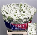 Лимониум-Limonium-S Wh Starl Wings-80cm-55gr 1ef8bd09-b863-11ee-0a80-119f003462ea