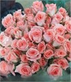 Роза куст-Rosa tr-Cosmos-50 cm 0272fa41-2f8d-11ee-0a80-0d500032ee58