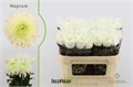Хризантема одн-Chrysant Gr-Magnum-70cm-70gr-vp 1f0e5f19-a15e-11ed-0a80-067a000851b7