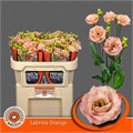 Лизиантус G-Lisianthus G-Sabrina Orange-70cm-vp 1f1c5454-a15e-11ed-0a80-067a000851c4