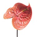 Антуриум-Anthurium-Cognac 1f229c9d-4cf7-11f0-0a80-0b9b000c5100