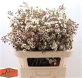 Ваксфлауэр-Chamelacium-Moonl Delight-80cm-55gr-vp 1f22ed8a-a15e-11ed-0a80-067a000851ca