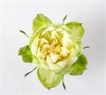 Роза-Rosa-Veggie--50cm-QA 0288234a-06b3-11ee-0a80-13d7001d8b82