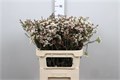Ваксфлауэр-Chamelacium-Un Snow Dream-80cm-70gr-vp 1f2987d5-a15e-11ed-0a80-067a000851d2