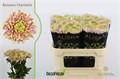 Хризантема одн-Chrysant Gr-Ross Charlotte-70cm-80gr-vp 1f2fee96-a15e-11ed-0a80-067a000851d7