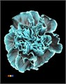 Гвоздика ст-Dianthus st-Navy Blue-60cm 1f30b1a0-b863-11ee-0a80-119f003462f6