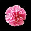 Гвоздика ст-Dianthus st-Pastel Pink-60cm 1f33d7d7-b863-11ee-0a80-119f003462f9