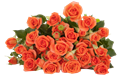 Роза куст-Rosa sp-Babe-60cm-Si 1f360f26-6677-11ed-0a80-051f0011d3db