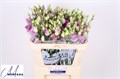Лизиантус G-Lisianthus G-Celeb Grape-70cm-vp 1f3f0e51-a15e-11ed-0a80-067a000851e4