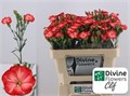 Гвоздика куст-Dianthus tr-Solomio Clif-60cm 0292c024-bfa4-11ec-0a80-0b4c00068bf5