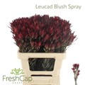 Леукадендрон-Leucadendron-Blush Spray-60cm-vp 1f45a019-a15e-11ed-0a80-067a000851ea