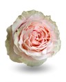 Роза-Rosa-Princess Crown-50cm-CN 1f45cc0c-6fe1-11ed-0a80-01f500439e79