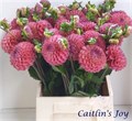 Георгин-Dahlia-Ov-50cm 1f4c38cf-bfa4-11ec-0a80-0b4c0006a710