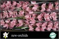 Цимбидиум-Cymbidium-T Pink Briljant-80cm-vp 1f4e03df-a15e-11ed-0a80-067a000851f2