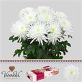 Хризантема одн-Chrysant Gr-Topspin-70cm-90gr-vp 1f5529a9-a15e-11ed-0a80-067a000851fa