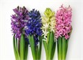 Гиацинт-Hyacinthus-Gem 4 Kleuren-29cm 1f56be6b-b863-11ee-0a80-119f00346302