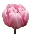 Тюльпан-Tulip-Du Dreamer-40cm-38gr 1f5a96c0-b863-11ee-0a80-119f00346305
