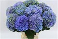 Гортензия-Hydrangea-M Mag Opal--70cm 1f5bb671-4858-11f0-0a80-19060029971e