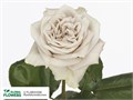 Садовая Роза-Garden Rosa-Westminster Abbey-40cm-Af 02a2ed85-bfa7-11ec-0a80-0b4c00093688