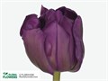 Тюльпан-Tulip-Du Purple Pion-45cm-44gr 1f5e2b68-b863-11ee-0a80-119f00346308