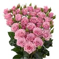 Роза куст-Rosa sp-Nolla-60cm-Si 1f630333-d277-11ee-0a80-0cba002565a2