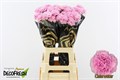 Гвоздика ст-Dianthus st-Clearwater--/65cm 1f6526f9-3c35-11ee-0a80-11cf00116a7b