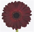 Гербера-Gerbera-Mi Doos Dark Night--45cm 1f6ed7c0-0534-11ef-0a80-15110014d861