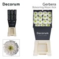 Гербера-Gerbera-Gb Moon Kick Diamond--45cm 02a68765-d362-11ef-0a80-01c500138679
