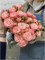 РОЗЫ Мадам Бомбастик 50 см (Россия) 1f7bc51f-d74d-11ec-0a80-01be0007a244