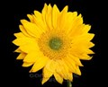 Подсолнух-Sunflowers-Vincents Fresh-80cm-EA 1f85c326-e2fa-11ef-0a80-0152000f76b9