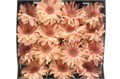 Гербера-Gerbera-Gr Diamond Pasta Rosata-50cm 1f9139d9-bfa4-11ec-0a80-0b4c0006a761