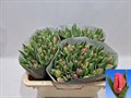 Тюльпан-Tulip-Pa Marvel Parrot Extra-36cm-34gr-vp 1f92f9e2-a15e-11ed-0a80-067a0008523a
