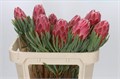 Протея-Protea-Venus-70cm 02b10232-bfa5-11ec-0a80-0b4c00078169