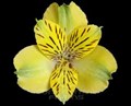 Альстромерия-Alstroemeria-Shakira--70cm 1fd73110-ac03-11ef-0a80-10e700576fc3