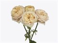 Роза-Rosa-Vanilla Catalina-50cm-CN 2017f6ca-a1b9-11ef-0a80-090d0010e176