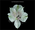 Альстромерия-Alstroemeria-Bianca White-60cm--QA 201be5cf-19cb-11ef-0a80-08aa00134647