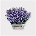 Астра-Aster-Astee Pink Pearl-85cm-30gr 2035c1f1-97e3-11f0-0a80-189200005cf8