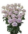 Роза куст-Rosa sp-Silver Shadow--50cm-Si 20488ff4-24ce-11ef-0a80-14ee00141525