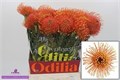 Леукоспермум-Leucospermum-Co Gold Dust-50cm 205d7de4-97e3-11f0-0a80-189200005cfb