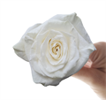 Роза-Rosa-Mondial-50cm-AG 205dcc70-0211-11ef-0a80-0d770008aecc